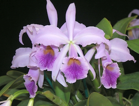 Cattleya jenmanii Coerulea 'Kathy's' AM/AOS x self